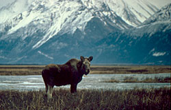 photo of a moose