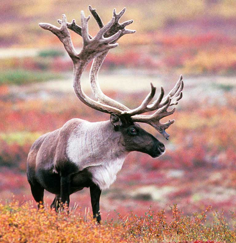 Alaska Range Caribou - Alaska Department of Fish and Game (ADFG)