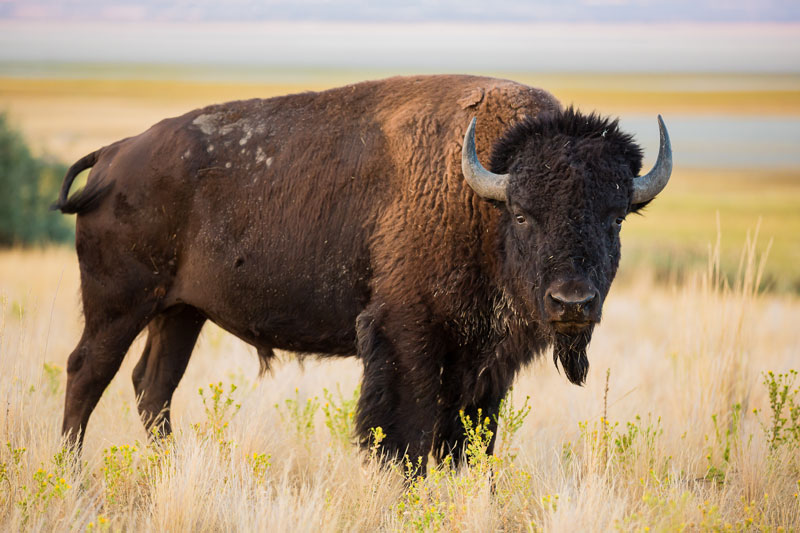 Delta Bison - Alaska Department of Fish and Game (ADFG)