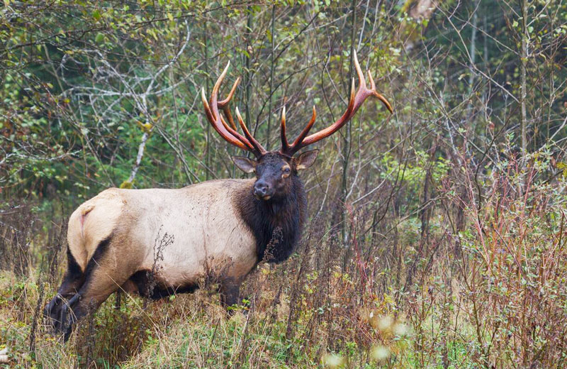 Afognak Elk - Alaska Department of Fish and Game (ADFG)