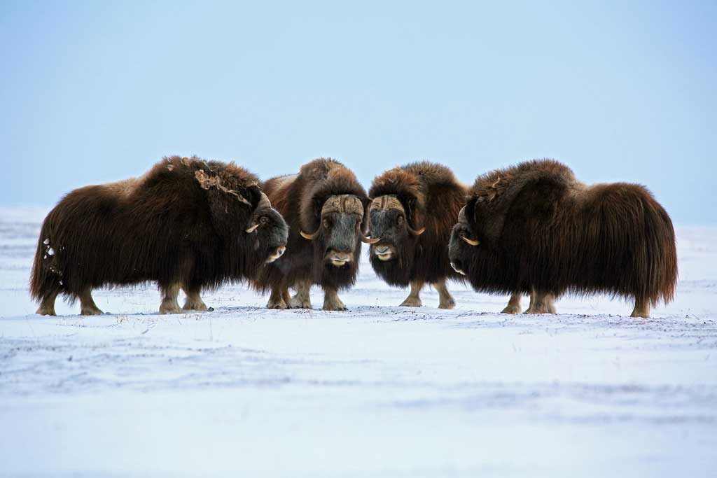 Nunivak Muskox - Alaska Department of Fish and Game (ADFG)