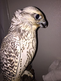 Photo of a gyrfalcon taken in 2015