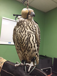 Photo of a gyrfalcon taken in 2015