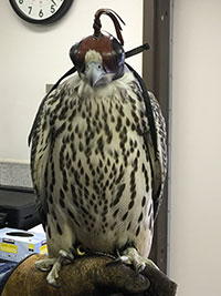 Photo of a gyrfalcon taken in 2016