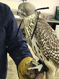 Photo of a gyrfalcon taken in 2018