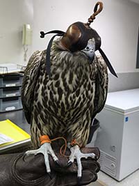 Photo of a gyrfalcon taken in 2018