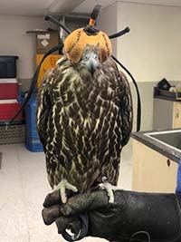 Photo of a gyrfalcon taken in 2019