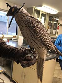 Photo of a gyrfalcon taken in 2019