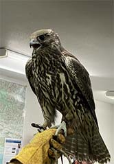 Photo of a gyrfalcon taken in 2022