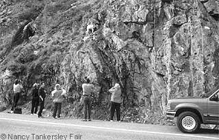 Wildlife viewers alongside the road