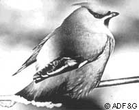 Photo of a bird