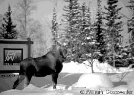 Photo of a moose