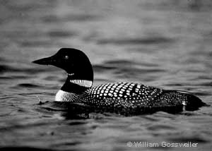 Common loon