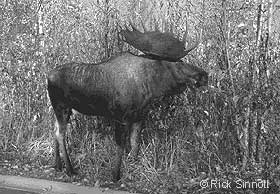 moose