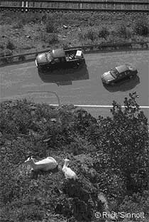 Dall sheep along Glenn Hwy.