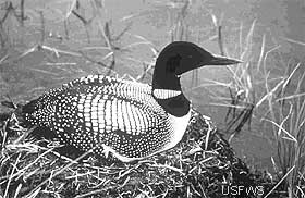 loon on nest