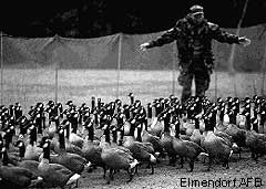 herding Canada geese