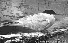 arctic tern