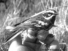 Townsend's warbler
