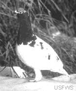 willow ptarmigan