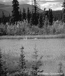 wetland habitat