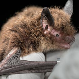 photo of bat