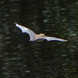 photo of bat