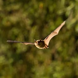 photo of bat