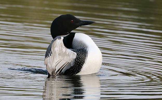 Loon