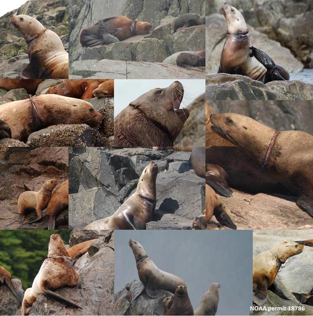 Entangled sea lions collage