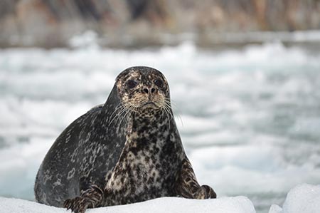 Harbor seal resting on ice