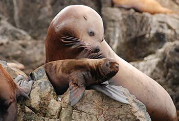 photo of a steller sea lion