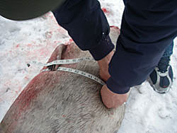 Man measuring the circumference of a seal