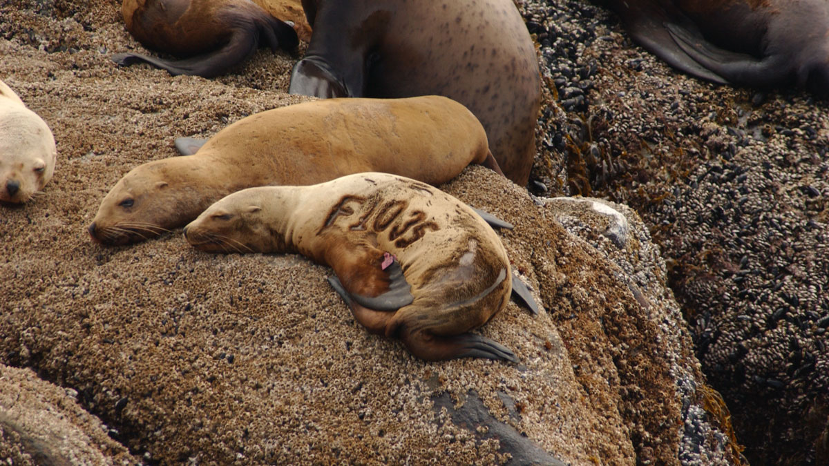 Steller Sea Lion Research Projects