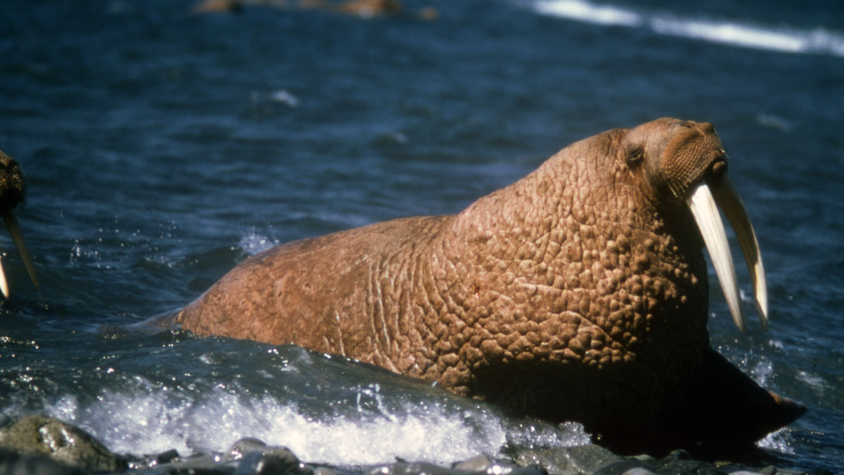 Walrus Research Projects