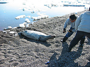 Young hunters pulling up a bearded seal near Point Hope