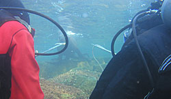 underwater view of divers approaching a sea lion