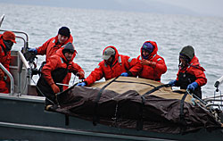 people on boat hauling sea lion aboard