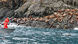 divers throwing capture line towards sea lions