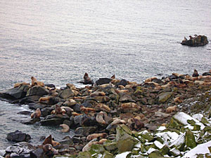 photo of steller sea lions on the rocks