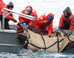 biologists capturing sea lion pup