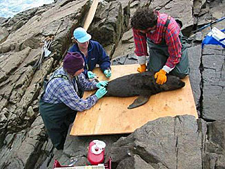 biologists with sea lion pup