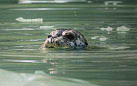 Harbor seal swimming