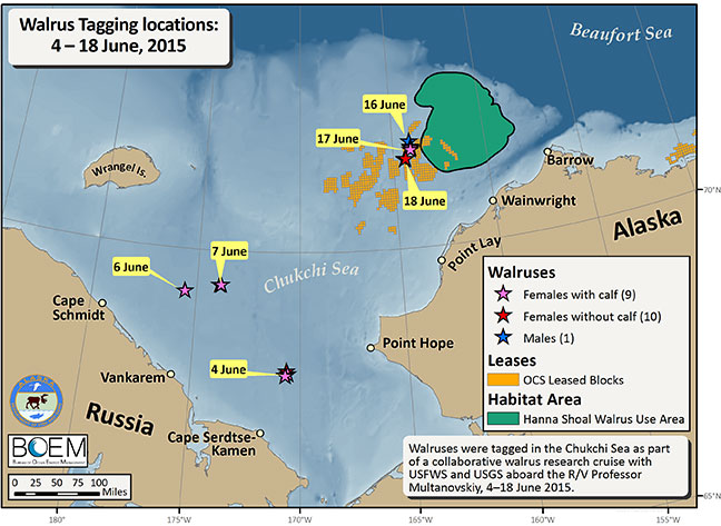 Walrus tagging locations in June 2015