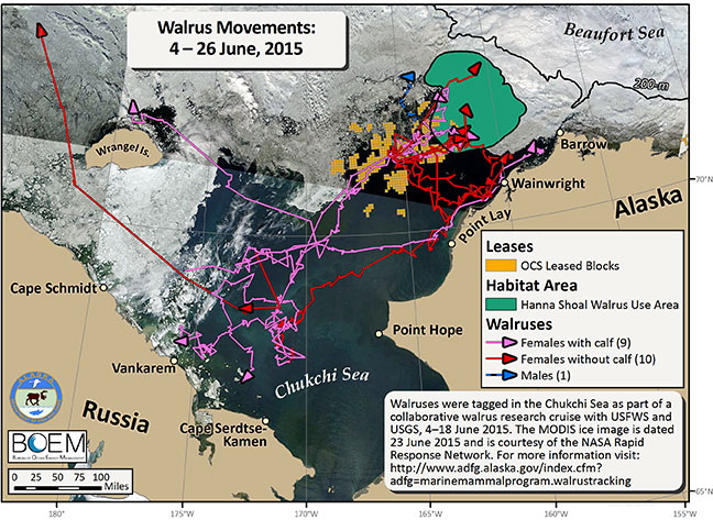 Requested Walrus Tracking Map