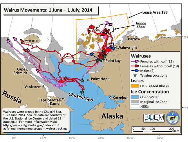 Requested Walrus Tracking Map