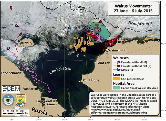 Requested Walrus Tracking Map