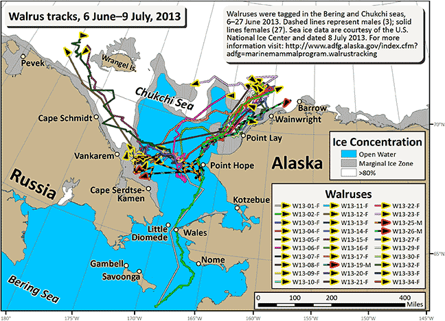 Requested Walrus Tracking Map