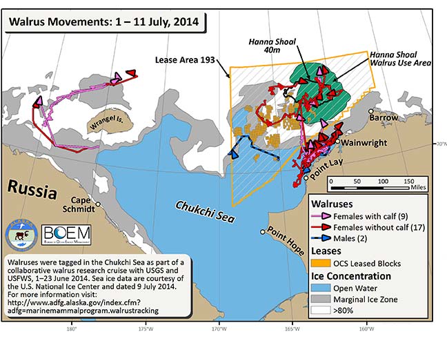 Requested Walrus Tracking Map