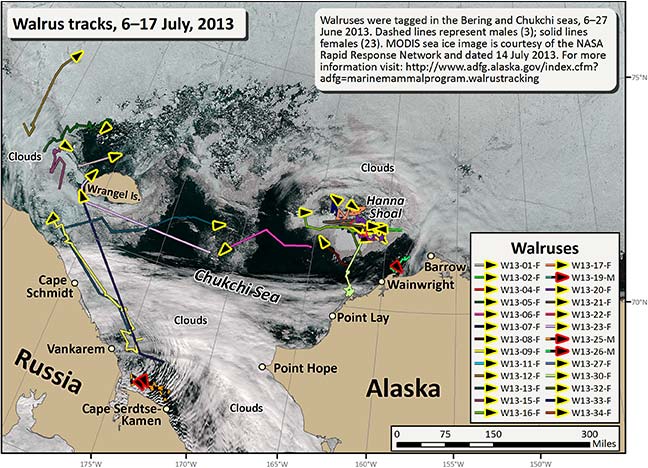 Requested Walrus Tracking Map